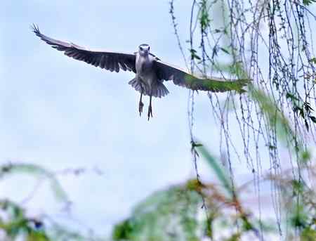 泉城明湖春天的夜鹭
