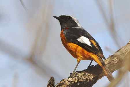 天好心情好今园子里放了一炮