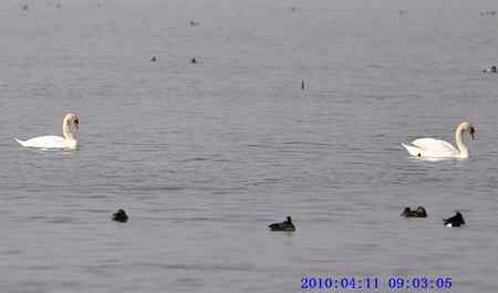 天鹅情侣精彩组图