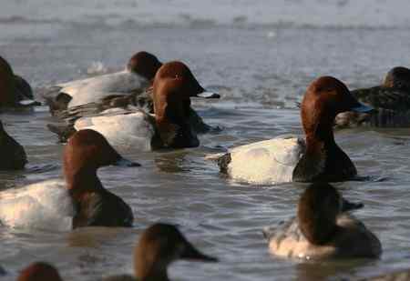帆背潜鸭？红头潜鸭？