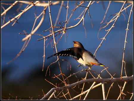 太平鸟 向海自然保护区