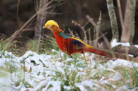 红腹锦鸡报晓贺新春
