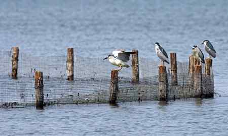 泉城明湖春天的夜鹭