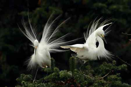 绽放的繁殖羽  象山中白鹭