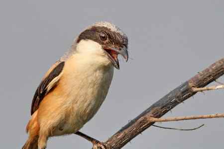 综背伯劳大头贴