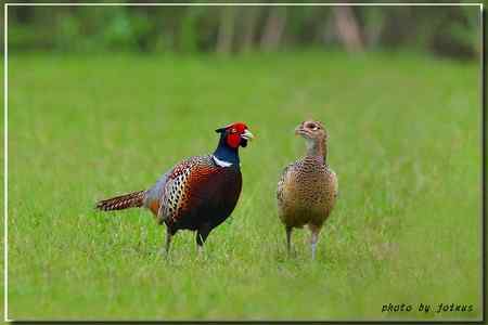 環頸雉【组图】