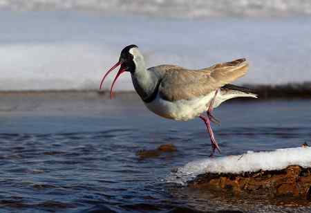 忻州牧马河的鹮嘴鹬