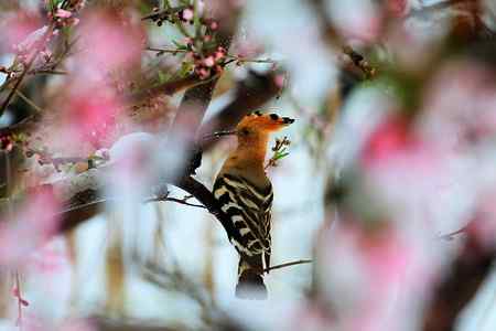 桃花雪后拍鸟忙