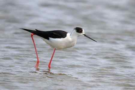 补拍黑翅长脚鹬