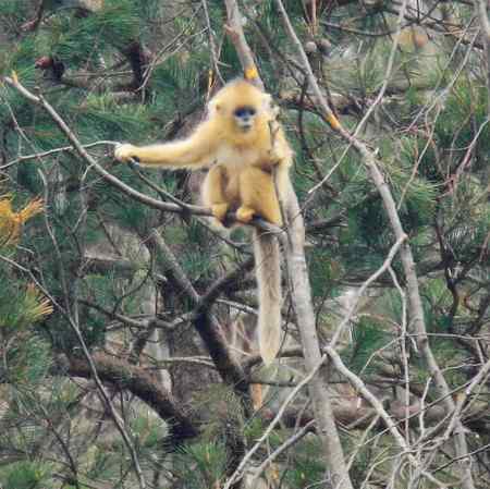 拍鸟拍到了川金丝猴