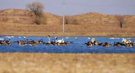 鸟与史料——鸿雁