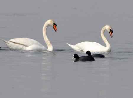 天鹅情侣精彩组图