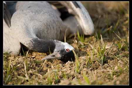 是谁害死了灰鹤?! 是谁害死了灰鹤?!