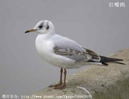 鸟类辨识：红嘴鸥和棕头鸥