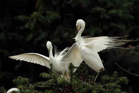 绽放的繁殖羽  象山中白鹭