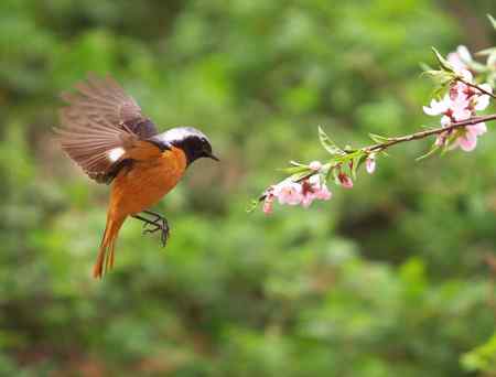 花开北红来（附红肋）