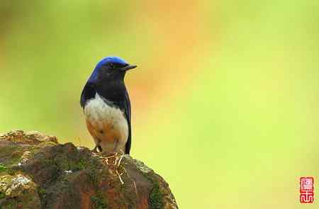 白腹和黄眉姬翁