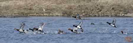 浑河初开丽鸭来红头潜鸭