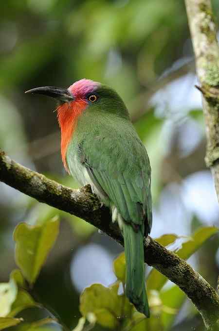 馬來西亞之旅 - 紅喉蜂虎