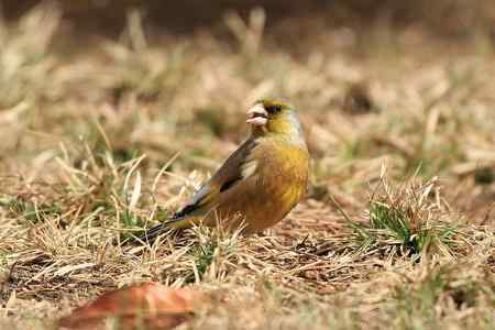红尾巴鸟钻进灌木丛:灰头鹀回来了! 红尾巴鸟钻进灌木丛:灰头鹀回来了!