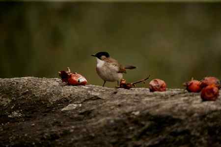 领雀嘴鹎的食姿
