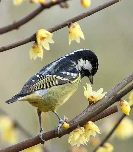 黄腹山雀高清晰照片一组