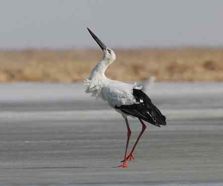 第一次近距离拍东方白鹳