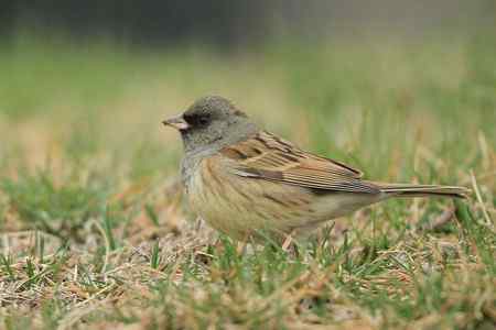 红尾巴鸟钻进灌木丛:灰头鹀回来了! 红尾巴鸟钻进灌木丛:灰头鹀回来了!