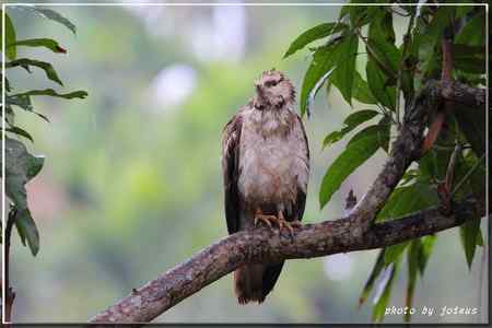 2010雨中的蜂鷹【美图】