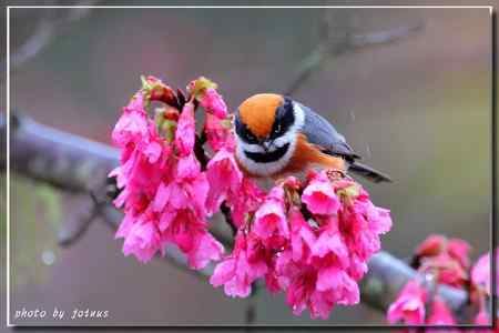 阿里山上的紅頭山雀