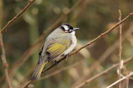 红尾巴鸟钻进灌木丛:灰头鹀回来了! 红尾巴鸟钻进灌木丛:灰头鹀回来了!