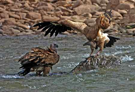 青海高原的鹰，秃鹫，狐狸和狼