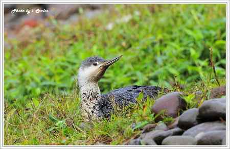罕见稀有的紅喉潛鳥竟然造访宝岛台湾