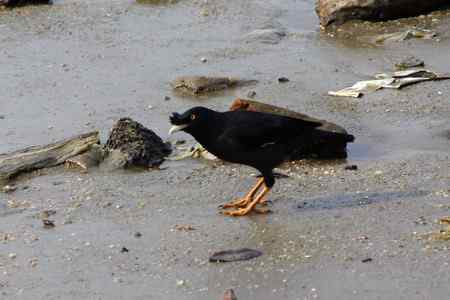 杂片：地上站立的鸟