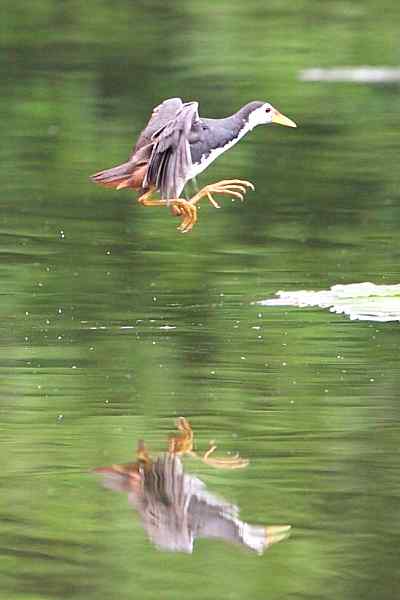 跳跃的白腹秧鸡