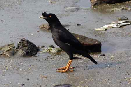 杂片：地上站立的鸟