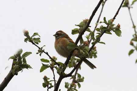 桃花雪后拍鸟忙