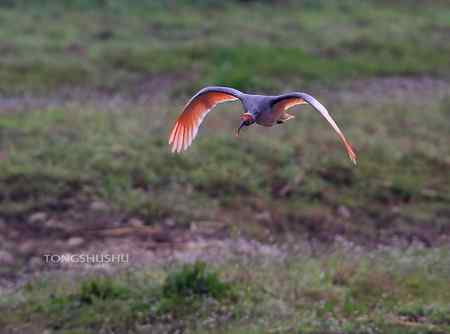 朱鹮从山那边飞过来！