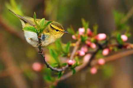 春暖花开好拍鸟