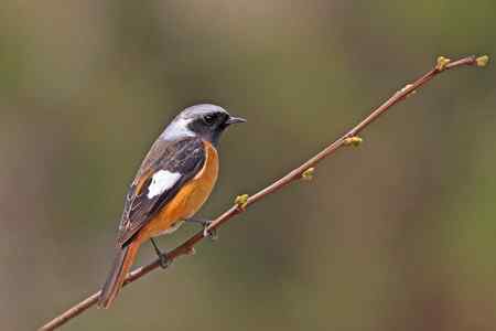 门前又来金翅 北红