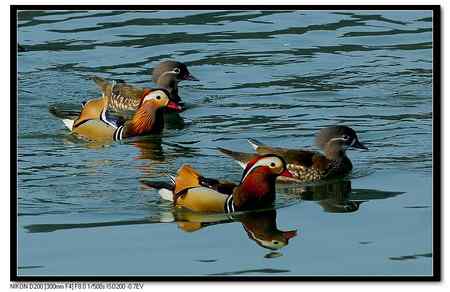 鸳鸯湖  恩爱夫妻版