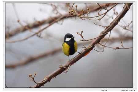 秦岭地区的小林鸟