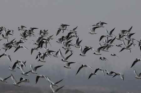 鸟运人品好   遭遇水鸟群