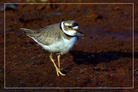 长嘴剑鸻照片哦