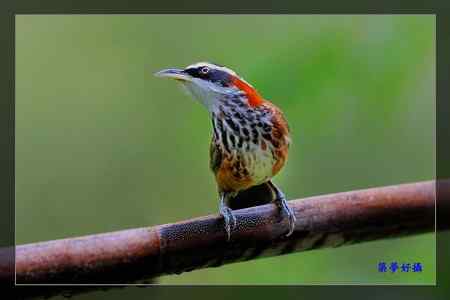 小彎嘴畫眉 小彎嘴畫眉