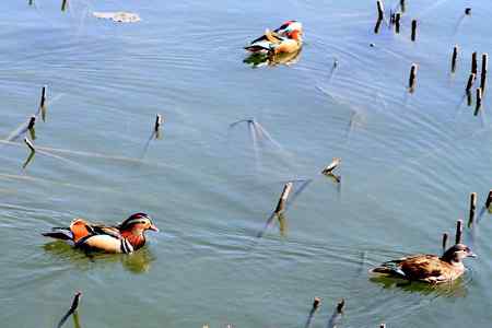 中山公园遇鸳鸯