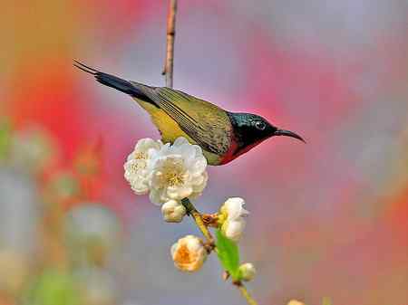俏立枝头花为伴 大开摄戒