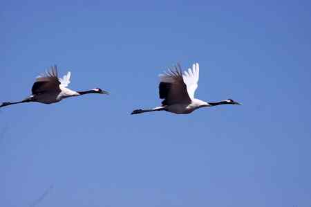 一只野生鹤和一只人工饲养鹤已成一对。