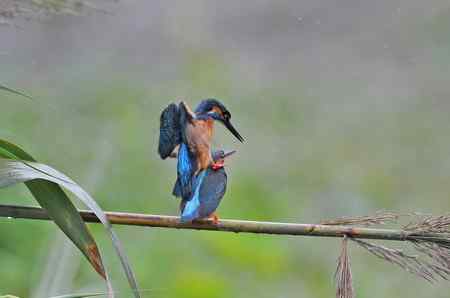 翠鸟的甜蜜爱情