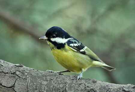 黄腹山雀高清晰照片一组